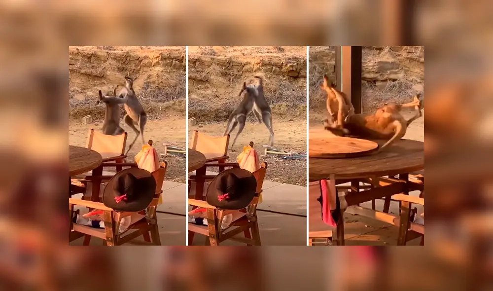 Video es viral en Facebook. La peculiar forma en que los marsupiales se enfrentaron ha causado sensación en redes, donde han comparado la curiosa pelea con una batalla humana