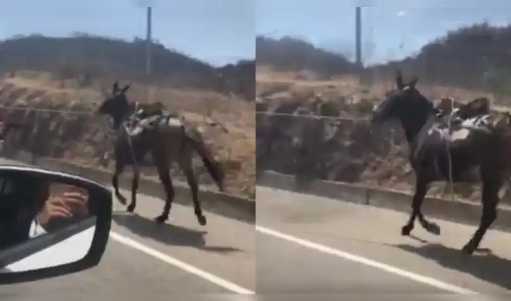 se establece una pena privativa de libertad no mayor de tres años, con cien a ciento ochenta días-multa con inhabilitación de tenencia de animales.