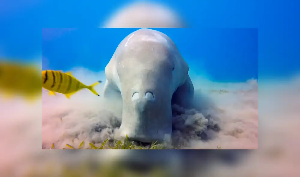 YouTube viral: enigmática criatura fue captada alimentándose en el fondo del Mar Rojo [VIDEO]