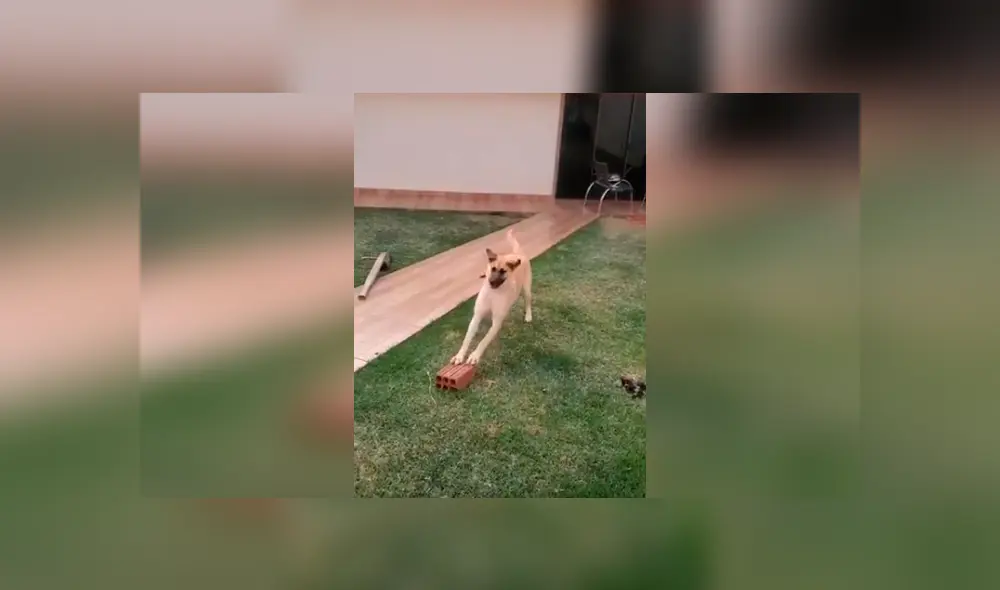 Desliza las imágenes hacia la izquierda para conocer la divertida escena protagonizada por un perro. Fotocaptura: Facebook.