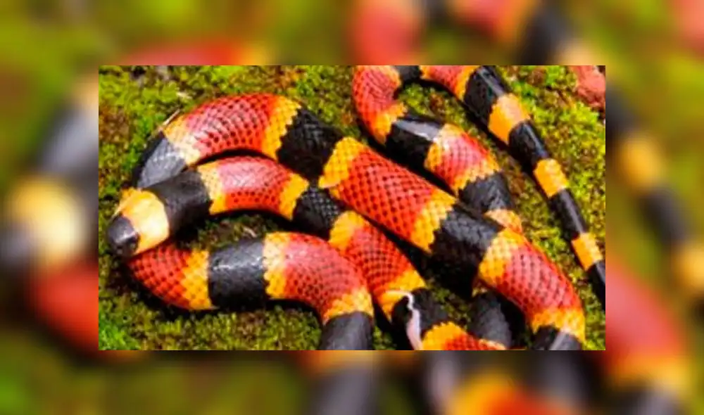 Pitbull muere luchando contra una serpiente venenosa para salvar la vida de dos niños. Foto: referencial Pitbull muere luchando contra una serpiente venenosa para salvar la vida de dos niños. Foto: referencial