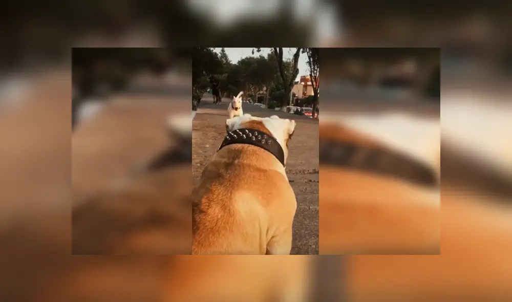 Desliza las imágenes hacia la izquierda para observar el amoroso reencuentro que tuvieron dos perros. Desliza las imágenes hacia la izquierda para observar el amoroso reencuentro que tuvieron dos perros.