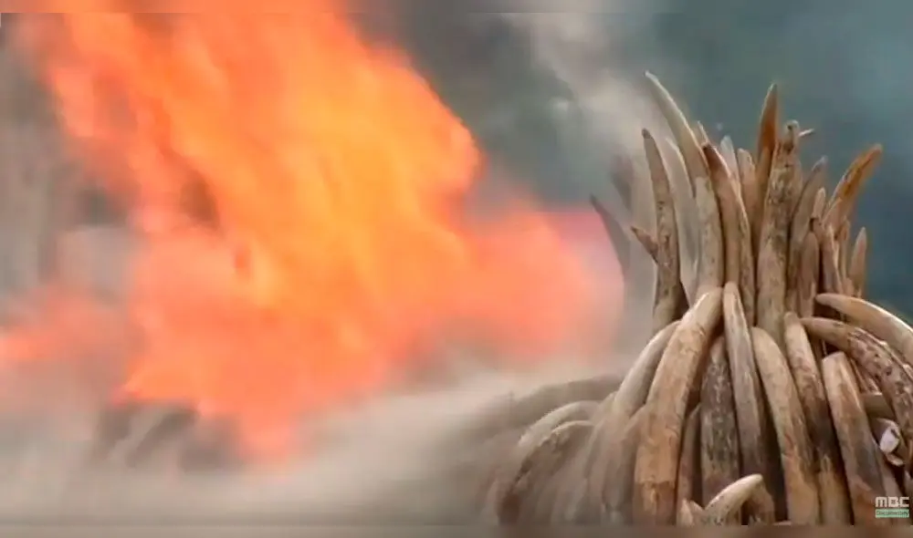 Park Shin Hye rompe en llanto al contar su experiencia sobre la caza ilegal de elefantes [VIDEO]