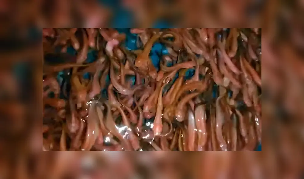 Un hombre quedó impactado a ver cientos de extrañas criaturas en un extraño pozo.