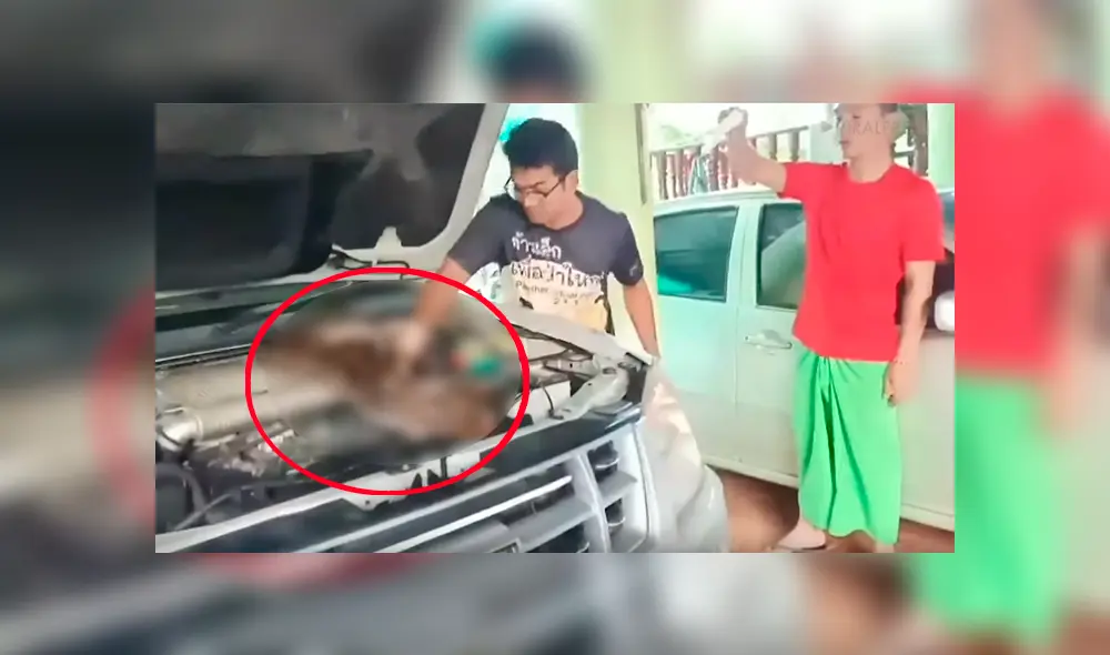 Hombre abre capó de su auto y encuentra letal criatura que habitaba en su interior [VIDEO] 