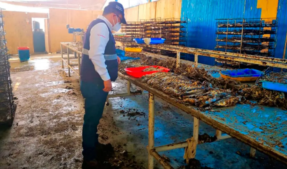 Planta clandestina de conserva Planta clandestina de conserva