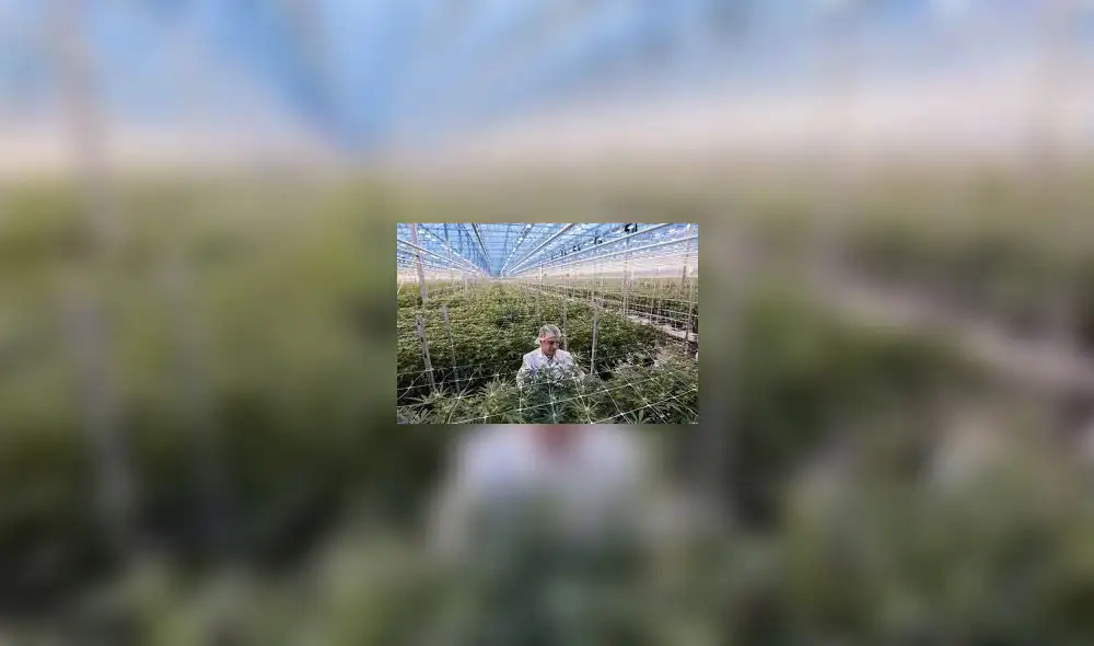 Compañía de cannabis adquiere 100% de acciones por 3.000 millones Compañía de cannabis adquiere 100% de acciones por 3.000 millones