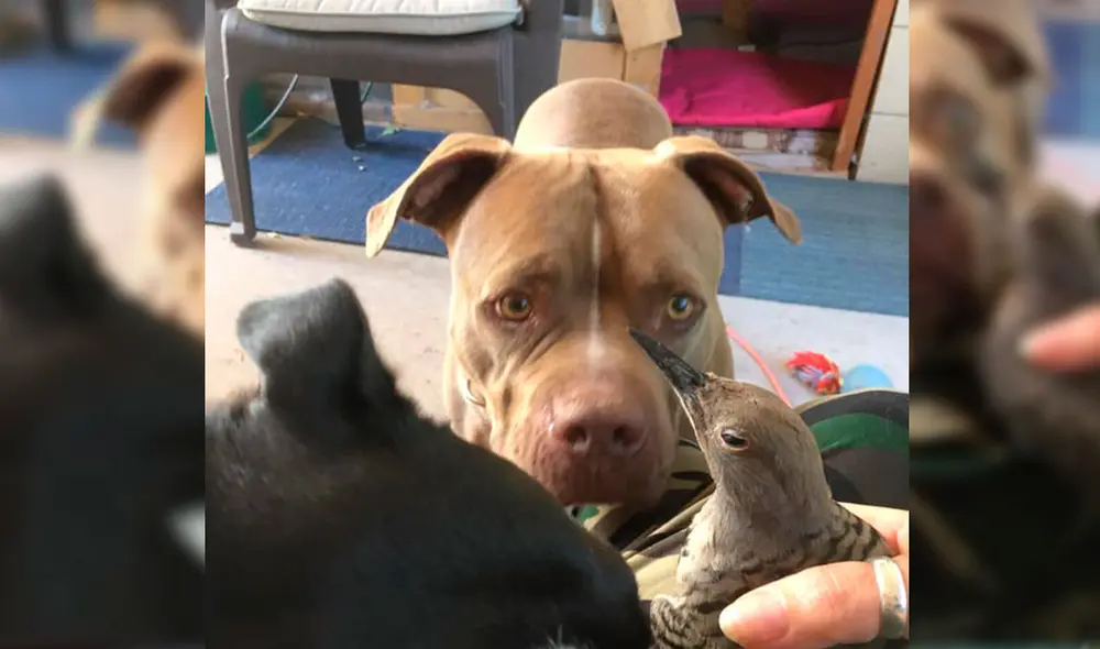 El perro de raza Pitbull estuvo en todo momento mientras el pájaro se curaba. Foto: Captura/Facebook/Elizabeth Houston El perro de raza Pitbull estuvo en todo momento mientras el pájaro se curaba. Foto: Captura/Facebook/Elizabeth Houston