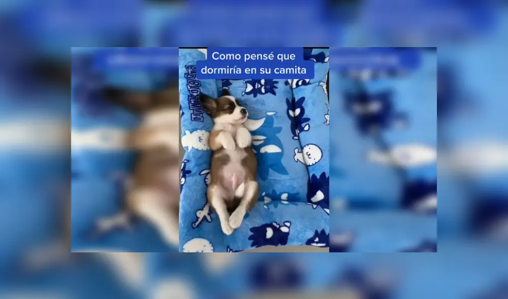 Desliza las imágenes para observar la acción de un perro al preferir dormir en el suelo que en su cama nueva. Foto: Captura. Desliza las imágenes para observar la acción de un perro al preferir dormir en el suelo que en su cama nueva. Foto: Captura.