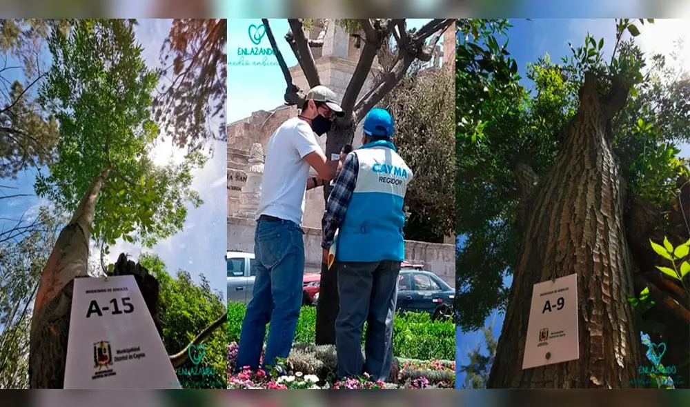 Municipalidad de Cayma realizó inventario de todos los árboles. Foto: Enlazados. Municipalidad de Cayma realizó inventario de todos los árboles. Foto: Enlazados.