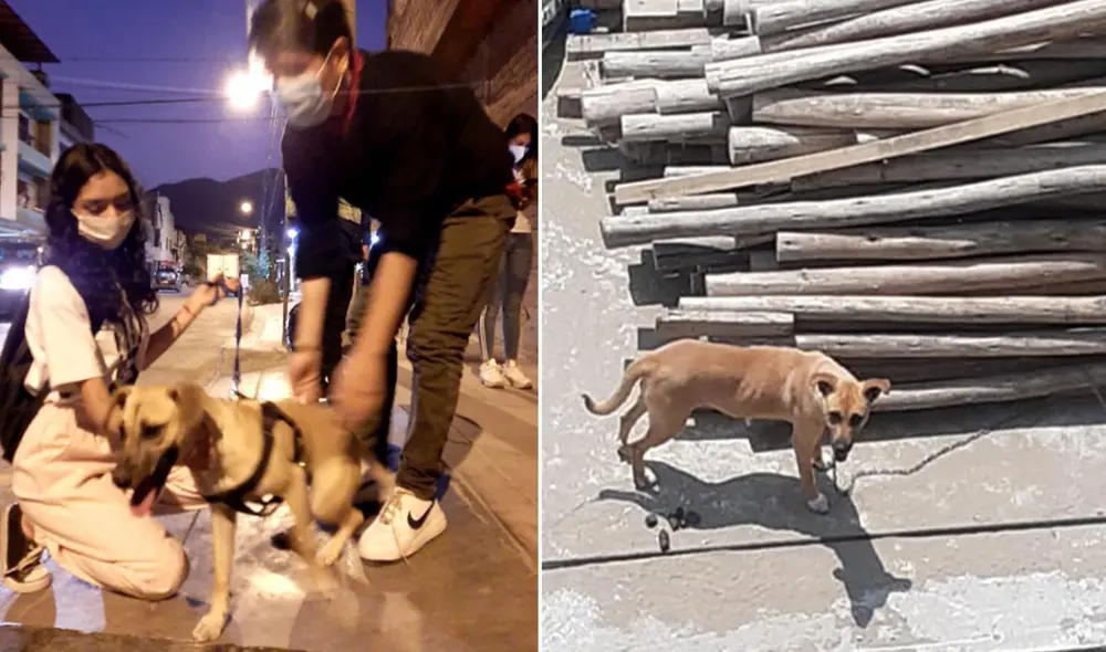 Desliza hacia la izquierda para ver más imágenes de estos perritos que fueron rescatados. Foto: Facebook Desliza hacia la izquierda para ver más imágenes de estos perritos que fueron rescatados. Foto: Facebook