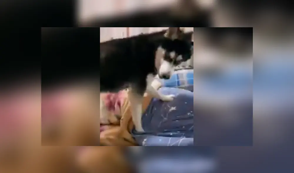 Desliza las imágenes hacia la izquierda para conocer la curiosa acción de un perro para despertar a su dueño. Foto: Captura.