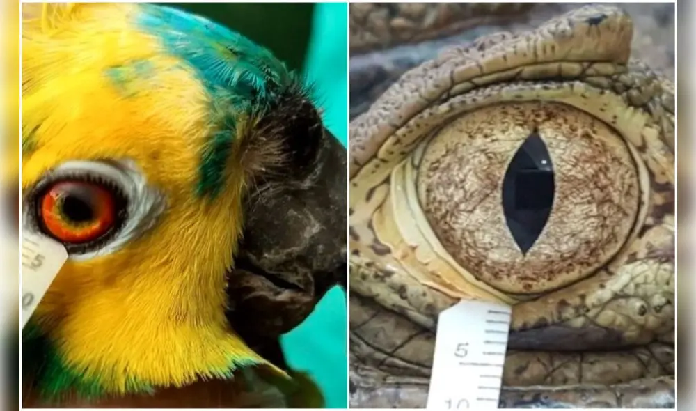 Foto: Difusión. Foto: Difusión.