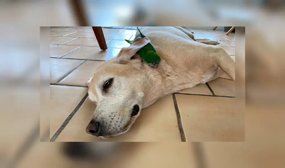 Hiro y la cotorra suelen dormir juntos. Fuente: Twitter.