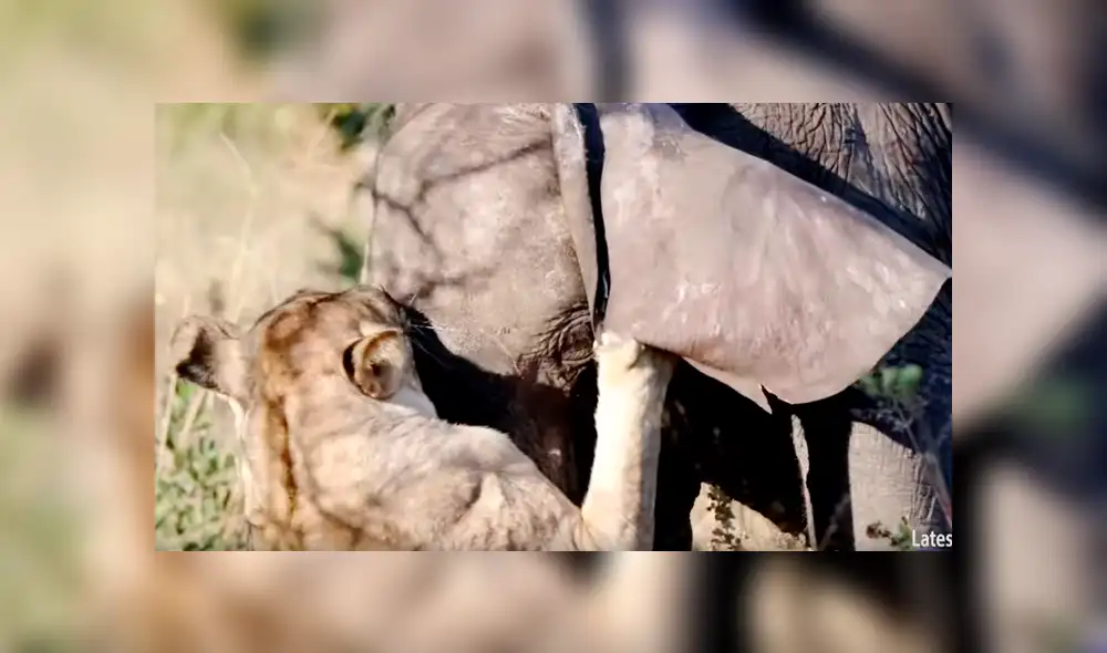 Desliza para ver la brutal pelea que asombró a todos en YouTube. Foto: Captura. Desliza para ver la brutal pelea que asombró a todos en YouTube. Foto: Captura.