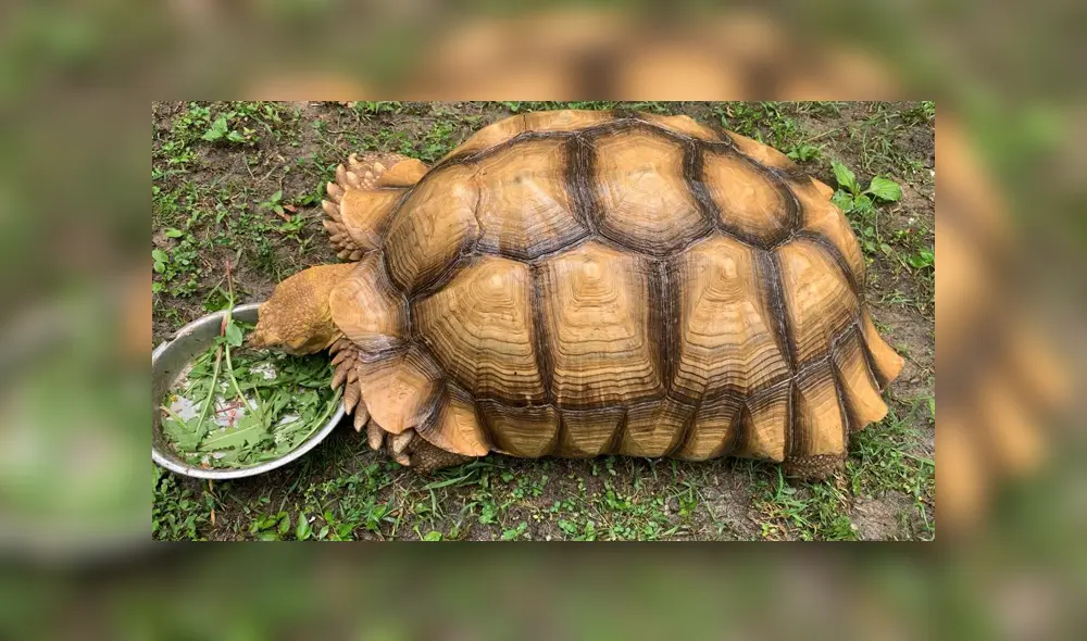 La tortuga estuvo 74 días fuera de casa y fue hallada a casi un kilómetro de allí. Foto: Facebook / Lynn Cole