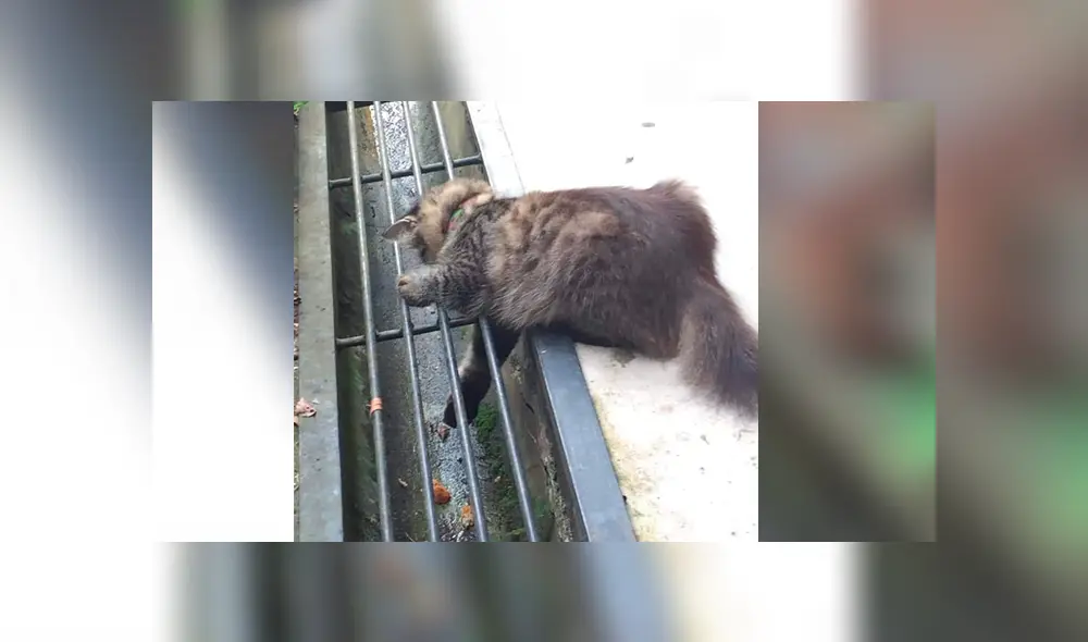 Facebook viral: le obsequia dos 'nuggets de pollo' a gato callejero, lo sigue y observa esto [FOTOS]