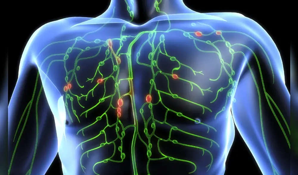 Sistema linfático, zona superior del cuerpo humano. Foto: