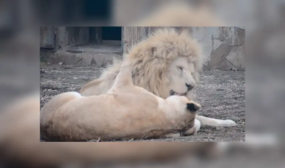 YouTube viral: cámara dentro de recinto capta romántico momento entre pareja de depredadores [VIDEO]