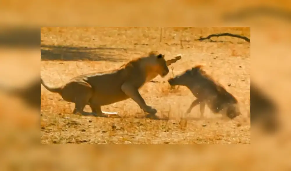 La feroz leona no imaginó que el pequeño cerdo salvaje reaccionara así. Foto: captura