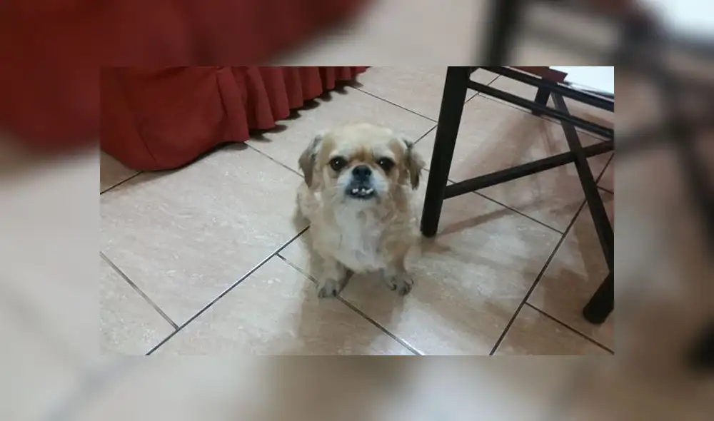 Ofrecen recompensa de 2 mil soles por mascota desaparecida