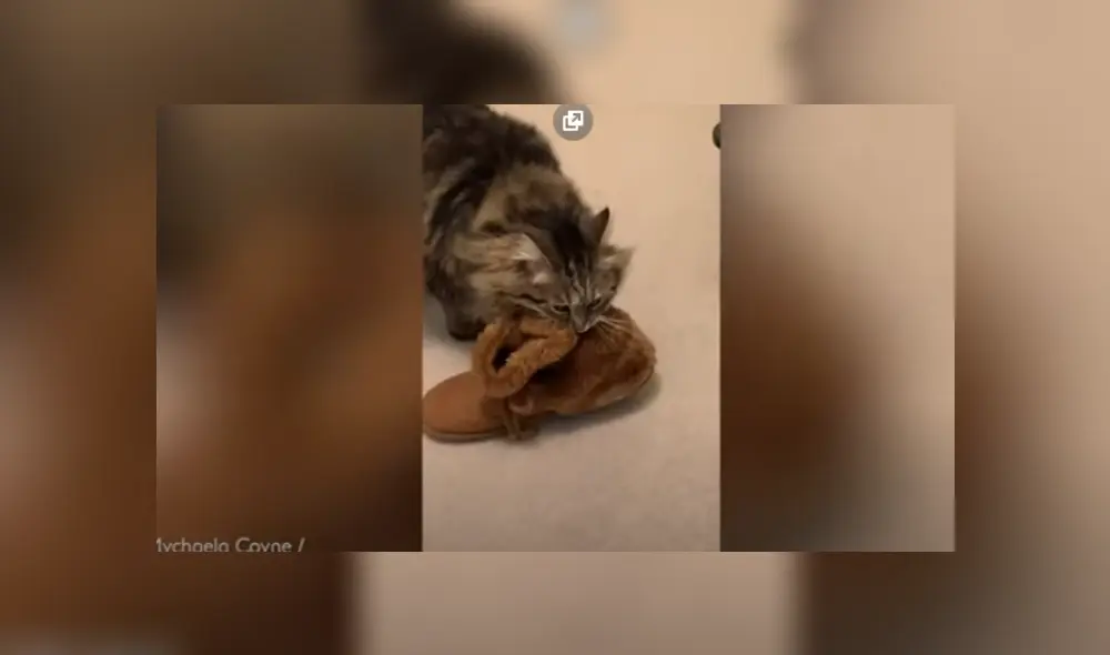 Video es viral en TikTok. Mujer llegó a su casa y quedó conmovida con la peculiar conducta que adoptó la felina con ella. Video es viral en TikTok. Mujer llegó a su casa y quedó conmovida con la peculiar conducta que adoptó la felina con ella.