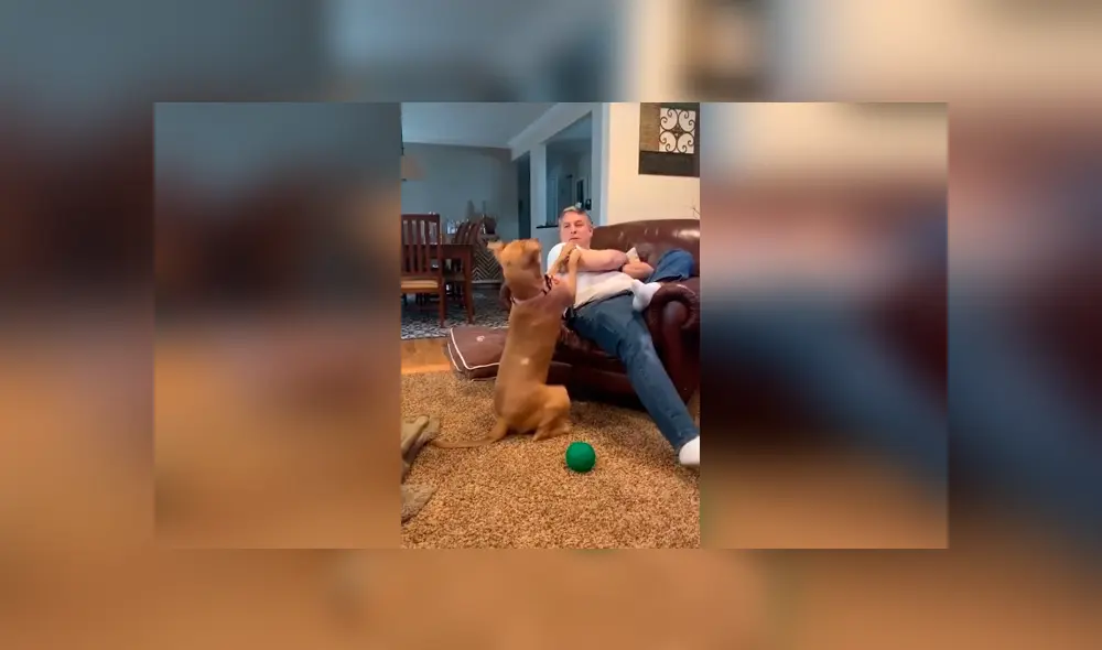 Desliza las imágenes para conocer la tierna actitud de un perro para evitar ser ignorado por su dueño. Foto: Captura. Desliza las imágenes para conocer la tierna actitud de un perro para evitar ser ignorado por su dueño. Foto: Captura.