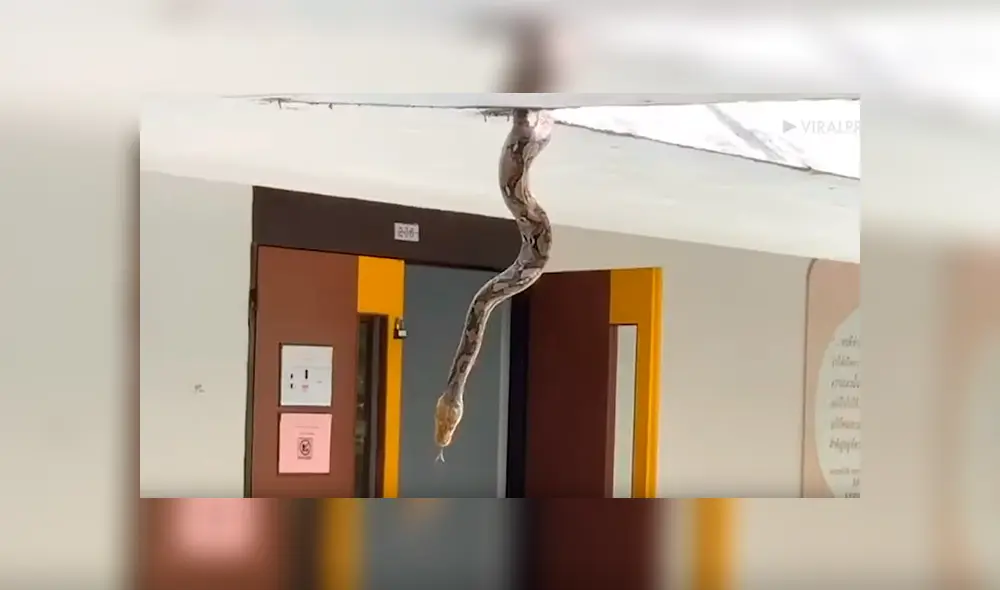 Video se viralizó en YouTube. Unos jóvenes quedaron ‘boquiabiertos’ al ver cómo una terrorífica criatura salió del techo de su universidad para infundir miedo con su aspecto. Video se viralizó en YouTube. Unos jóvenes quedaron ‘boquiabiertos’ al ver cómo una terrorífica criatura salió del techo de su universidad para infundir miedo con su aspecto.