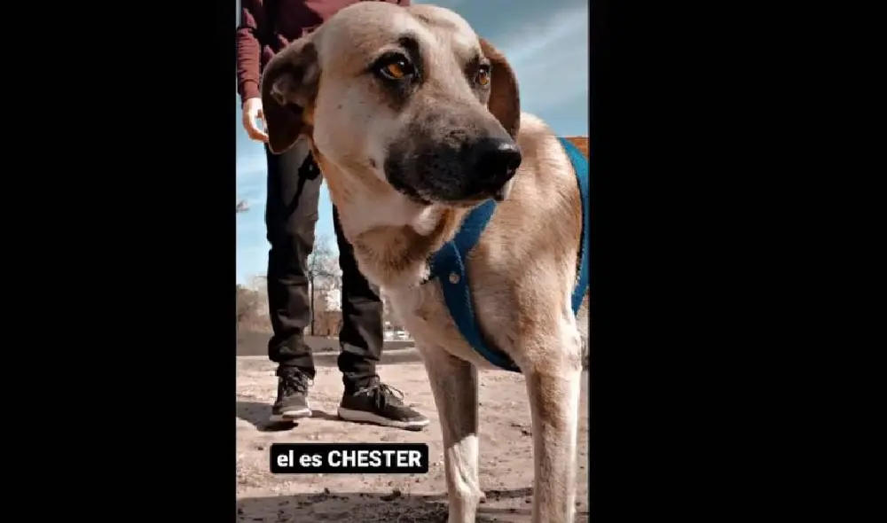 Desliza para ver la secuencia del viral. Foto: TikTok/@lujanvidela