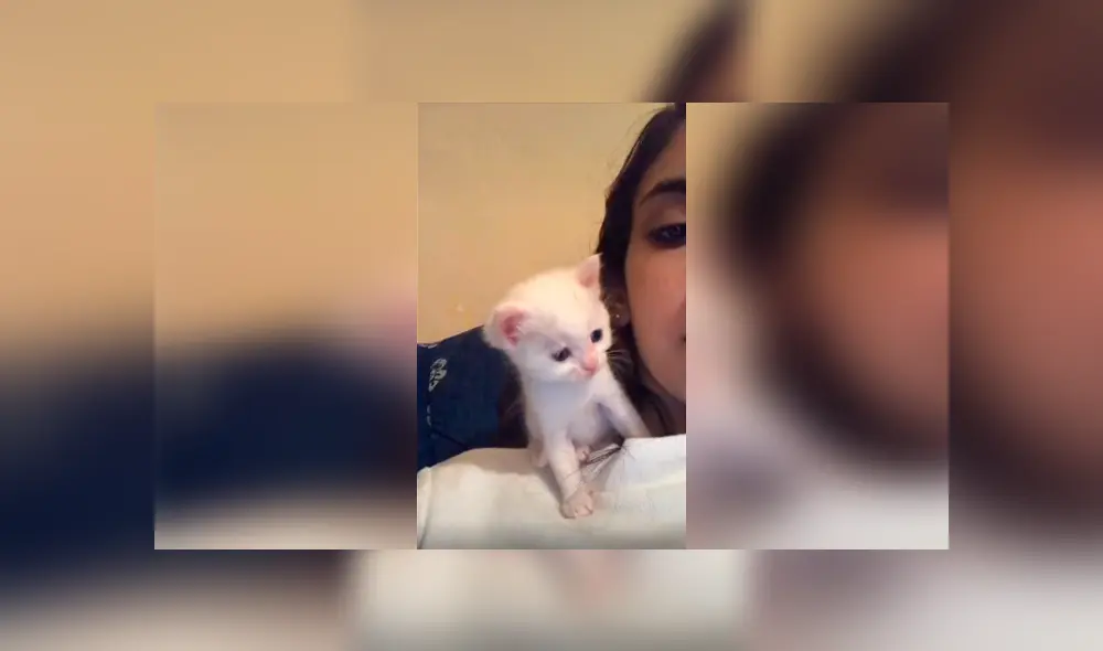 Desliza las imágenes para apreciar la amorosa acción de un gato bebé al recibir un beso por parte de su dueña.