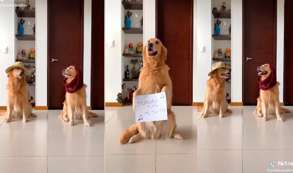Desliza las imágenes para ver el divertido sketch que protagonizó este perro al ritmo del ‘Me miró y la miré ‘ challenge. Foto: Captura de Tiktok/ goldendogthor Desliza las imágenes para ver el divertido sketch que protagonizó este perro al ritmo del ‘Me miró y la miré ‘ challenge. Foto: Captura de Tiktok/ goldendogthor