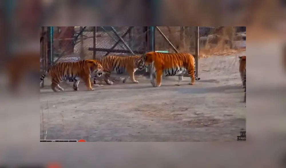 Desliza hacia la izquierda para ver al enorme tigre que se ha vuelto viral en Facebook.