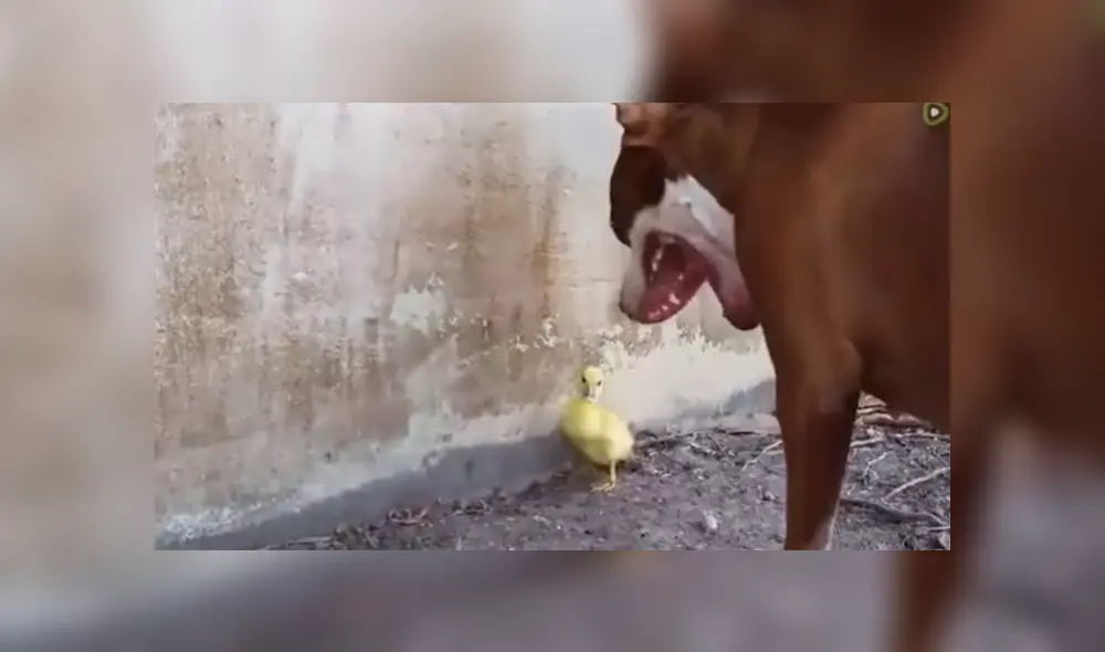 A través de YouTube se hizo viral el momento en que perro conoce a un pato bebé.
