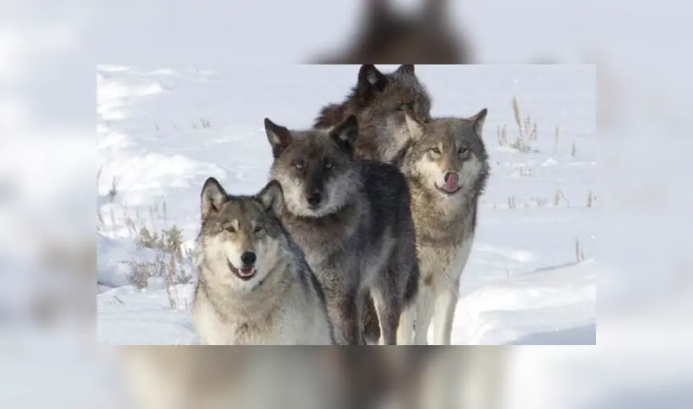 Desliza hacia la izquierda para ver las impactantes imágenes del video viral de Facebook.