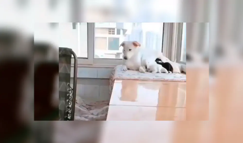 En Facebook, un perro conmovió al brindarle alimento a su pareja que estaba echada junto a sus bebés. En Facebook, un perro conmovió al brindarle alimento a su pareja que estaba echada junto a sus bebés.