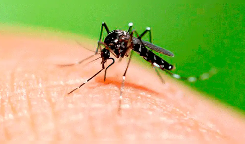 Distrito en Cusco es declarado en alerta roja por casos de dengue