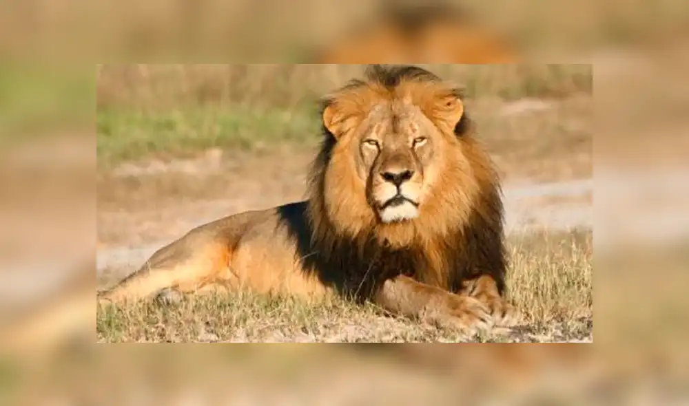 YouTube: Una hiena encontró la muerte al ingresar por error a un campo de leones [VIDEO]