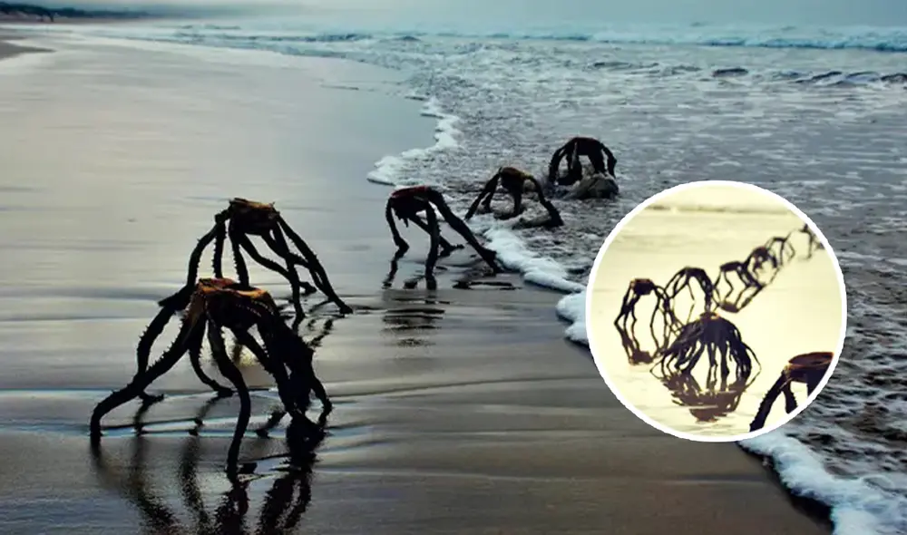 Extrañas figuras fueron vistas en una playa de Sudáfrica y encendieron las alarmas. Foto: composición LR / Kennedy News and Media