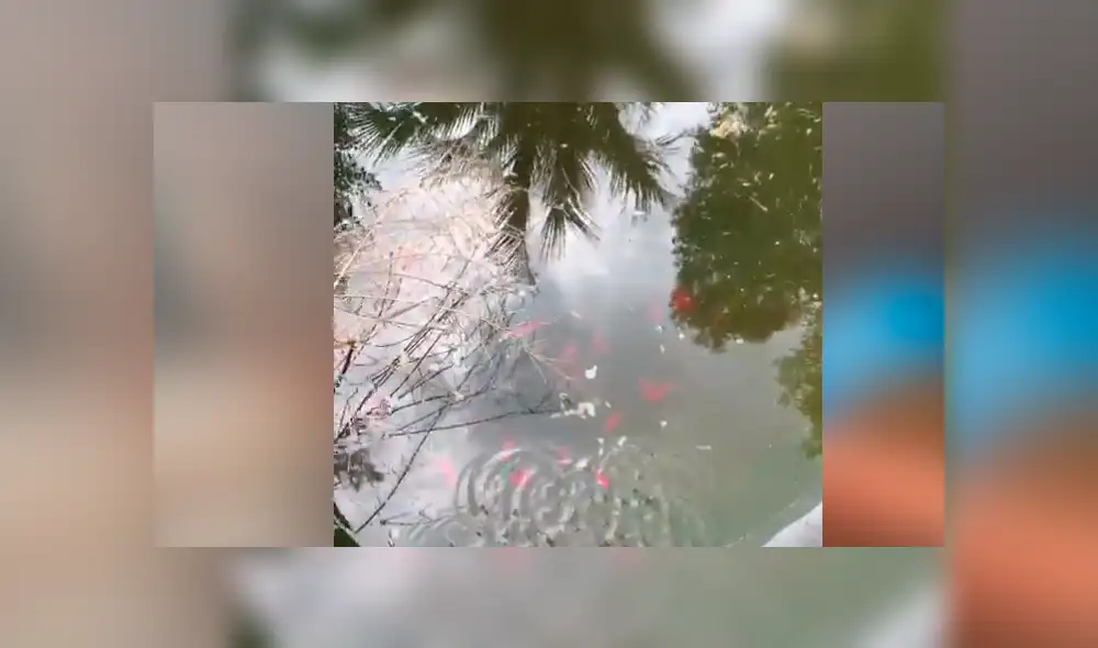 YouTube viral: Mono recibe envase lleno de comida y lo que hace cautiva a miles [VIDEO]