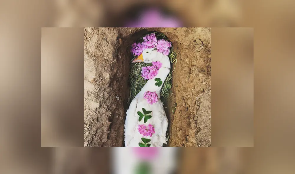 A través de Facebook se hizo viral la historia de un joven, quien le hizo un funeral a su ganso. A través de Facebook se hizo viral la historia de un joven, quien le hizo un funeral a su ganso.