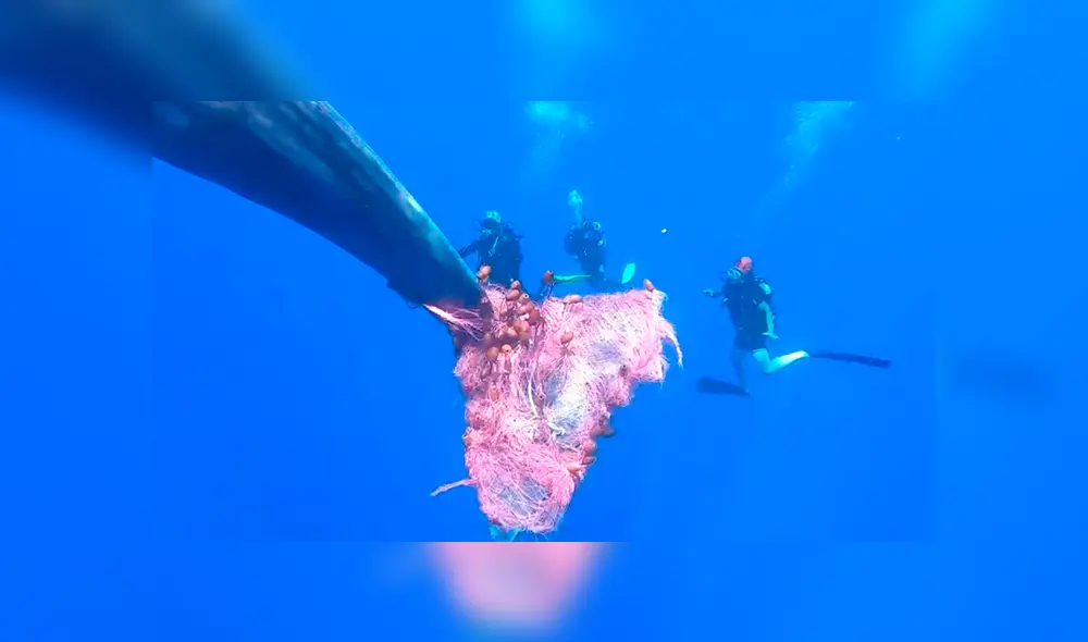 El operativo de rescate se vio demorado por el comportamiento nervioso del animal marino. Foto: Guardia Costera de Italia El operativo de rescate se vio demorado por el comportamiento nervioso del animal marino. Foto: Guardia Costera de Italia