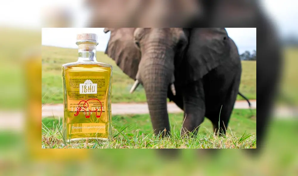 Su éxito se afianzó en su país de origen, Sudáfrica, donde el consumo de ginebra se convirtió en un verdadero “boom”. Foto:EFE