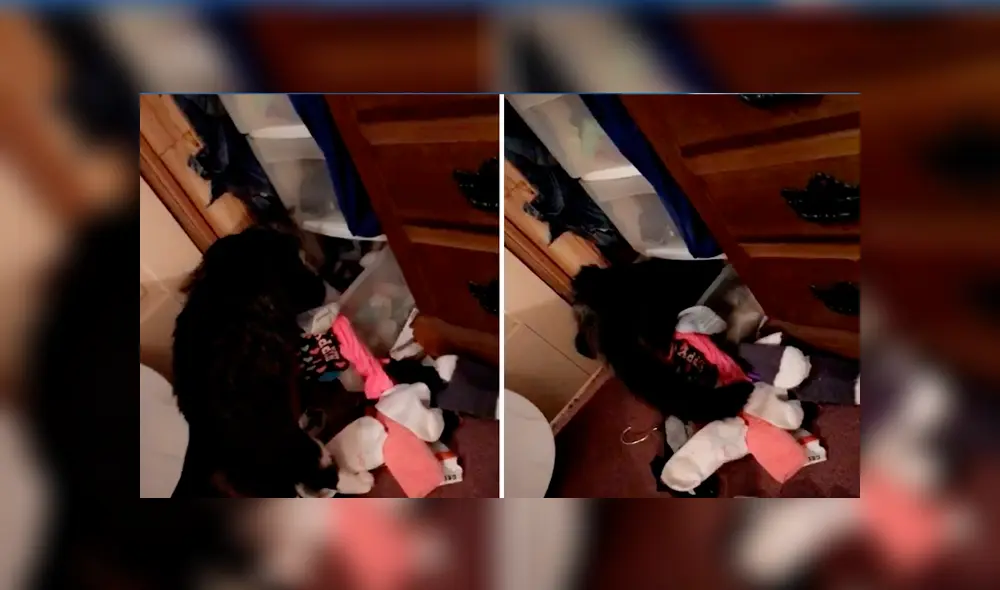 Desliza las imágenes hacia la izquierda para conocer la travesura que cometió un gato durante la distracción de su dueño.