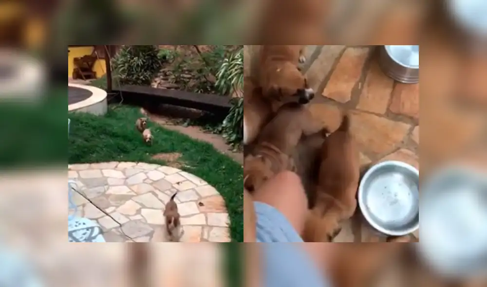 Desliza a la izquierda para ver a estos cachorros que han conmovido a los usuarios de Facebook. Foto: Captura.