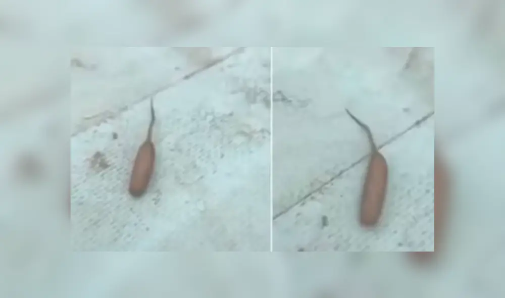 YouTube viral: revelan la verdad detrás de insólita criatura con cola de rata y forma de gusano [VIDEO]