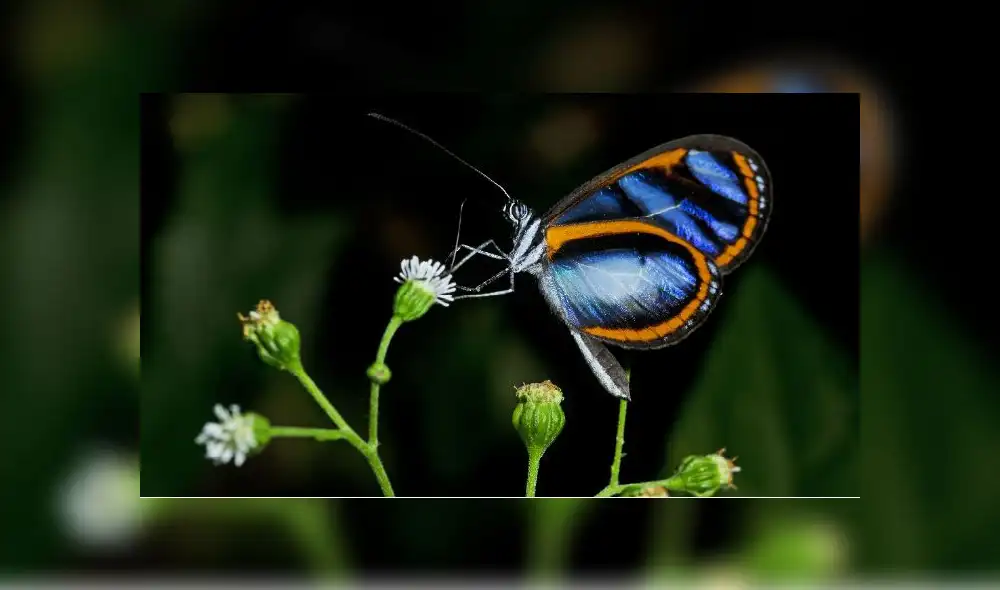 Sierra del Divisor tendrá su primer mariposario en octubre Sierra del Divisor tendrá su primer mariposario en octubre