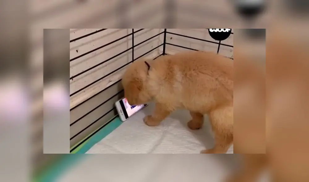 Desliza las imágenes para ver la increíble reacción que tuvo un cachorro al ver un capítulo de 'Tom y Jerry'. Foto: Woof Woof