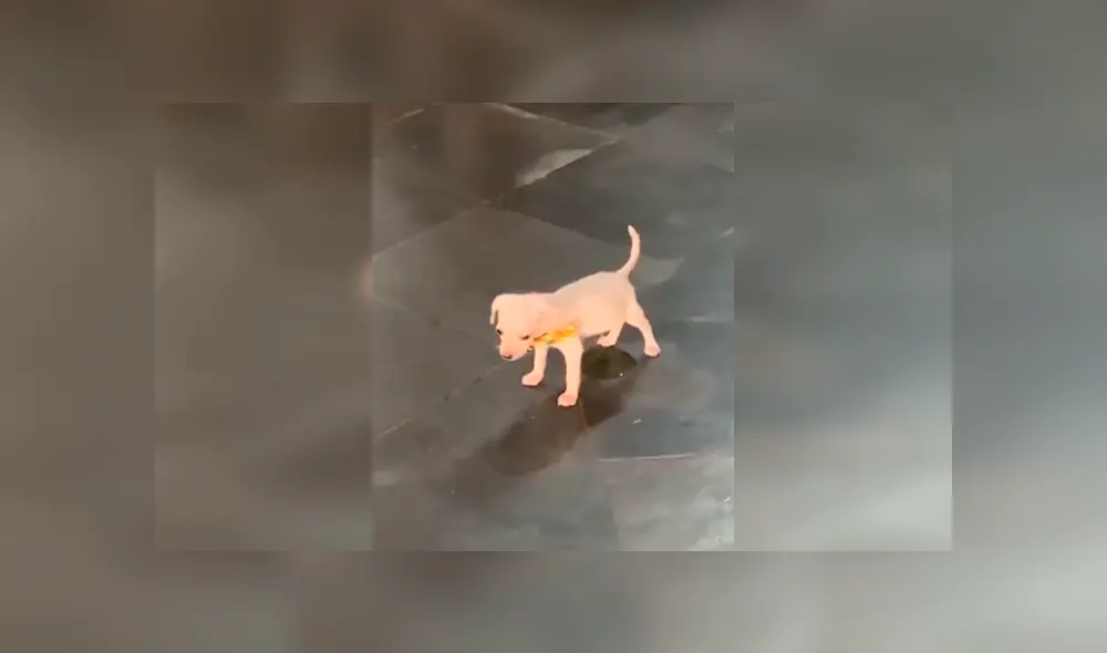 Desliza las imágenes para observar la travesura que cometió un cachorro cuando su dueña terminó de limpiar. Desliza las imágenes para observar la travesura que cometió un cachorro cuando su dueña terminó de limpiar.