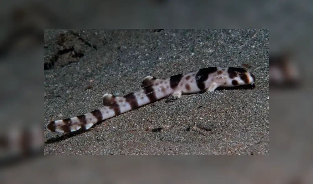 Desliza para ver los detalles del video viral de YouTube. Foto: Captura. Desliza para ver los detalles del video viral de YouTube. Foto: Captura.