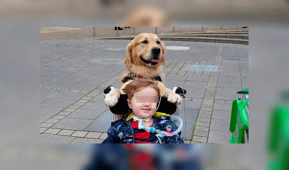 El ritmo cardíaco del menor bajó tras tocar al can. Fuente: Daily Mirror.